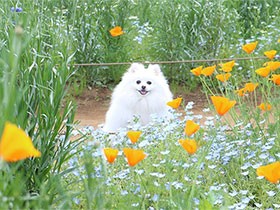 ２０１８カメラ目線で賞　ポメラニアンの「ネオ」