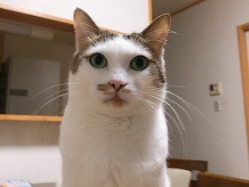 家の中のパトロールなら任せてね　雑種猫の「シロ隊長」