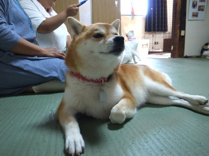 猫たちとも仲良し