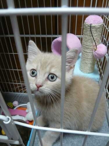 家にきたころの「ローラン」