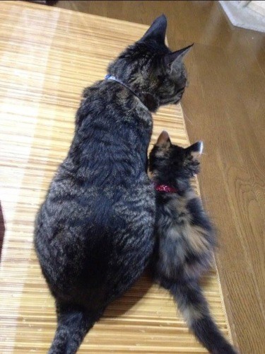子猫の時、ごんちゃんに甘えて寄り添う
