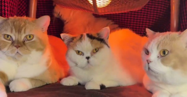 こたつの中に猫ちゃんたちが大集結！（「猫は液体」さん提供、Xよりキャプチャ撮影）