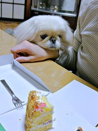 続く投稿でもケーキのかけらを見つめていたペっぺちゃん（画像提供：ペっぺさん）