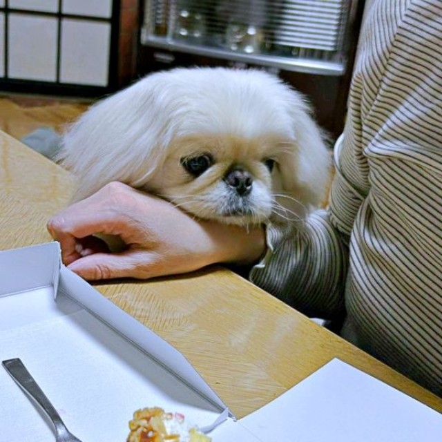 続く投稿でもケーキのかけらを見つめていたペっぺちゃん（画像提供：ペっぺさん）