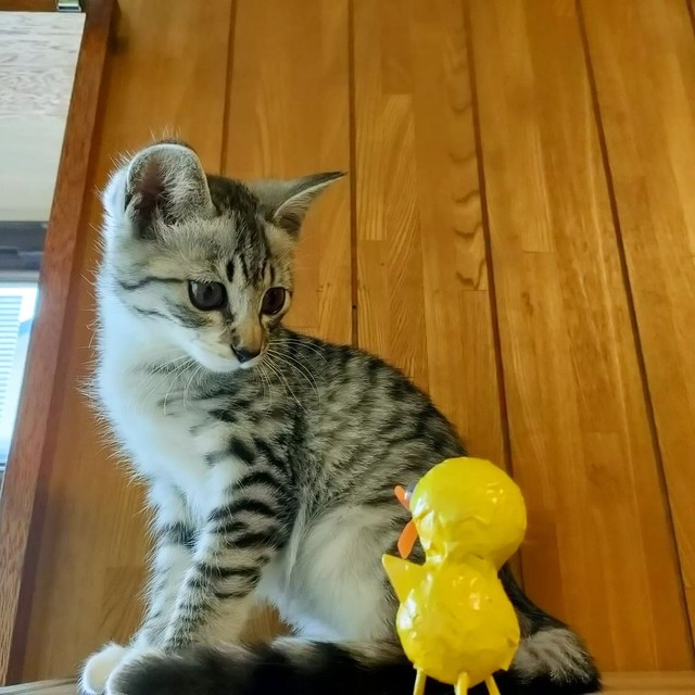 こはるちゃん、初めましてのお友達にいぶかしげ。