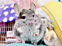 チモシーをもぐもぐと食べるプリンちゃん（画像提供：プリンさん）