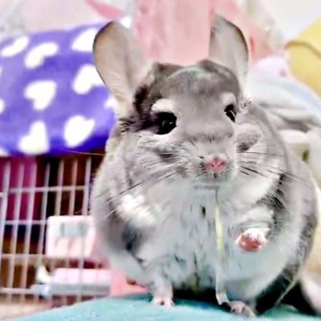 チモシーをもぐもぐと食べるプリンちゃん（画像提供：プリンさん）