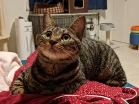 旦那はオヤツ係、私はベッド　相手によって態度を変える、賢いキジトラ「むぅ」