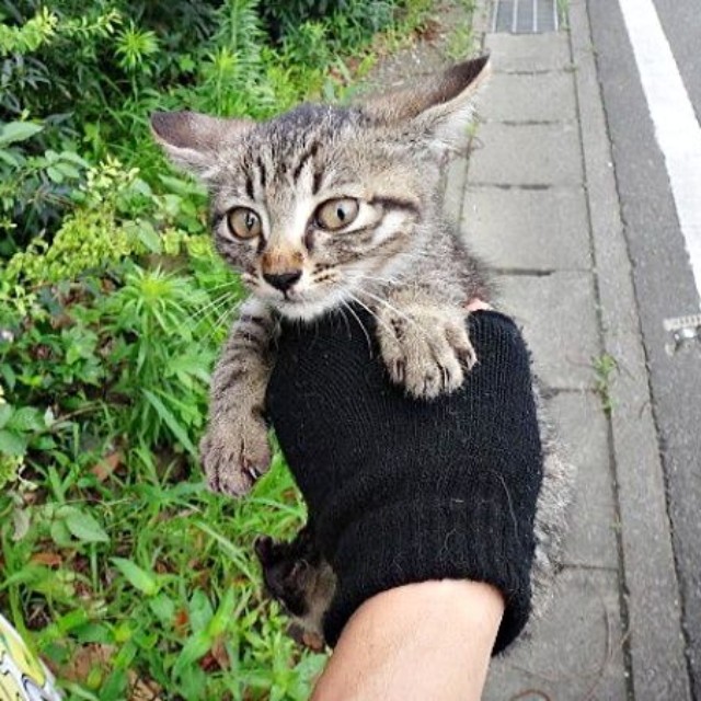 草むらで鳴いていたキビくんを保護（画像提供：やまざきうなむーさん）