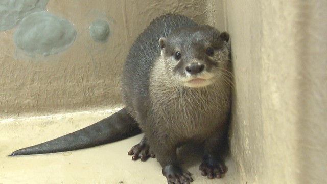 オスのコツメカワウソ「鳩三朗」（1歳）