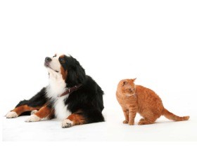 「最良の友」は犬か猫か　家畜化で猫が「イヌ化」している？