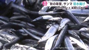 サンマが初水揚げ　大きめのサイズが中心　宮城・女川港