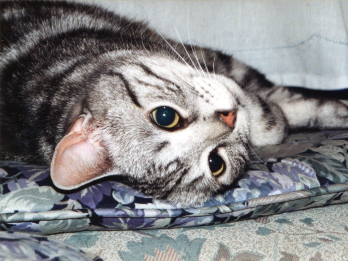 目がクリクリで、いつものほほん。一番クリスらしい表情