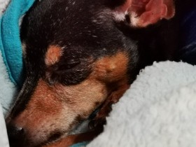 15歳の愛犬が夜中にトイレ、寝不足の私　朝まで寝てくれる方法をやっとみつけた