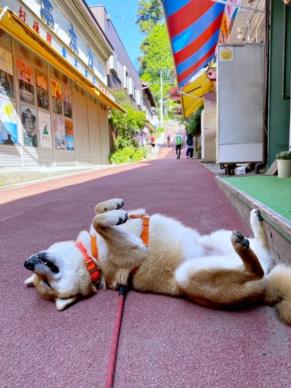 登山中、突然ゴロン！ へそ天が止まらない岳くん（画像提供：岳 柴犬さん）