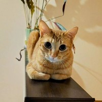 階段を登ったところでくつろぐ朱葉ちゃん＝chatoran818さん提供