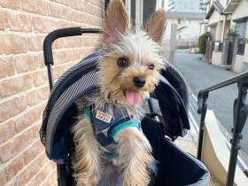 人もワンちゃんも大好き！　高速シッポふりふりで駆け寄るヨークシャテリア「虎竜」