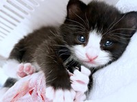 保護から数週間、キトンブルーの瞳が愛らしいめいちゃん（画像提供：奈神さん）