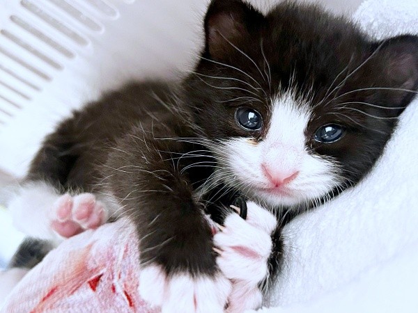 保護から数週間、キトンブルーの瞳が愛らしいめいちゃん（画像提供：奈神さん）