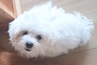 むっくは行き場を失う格好になりました