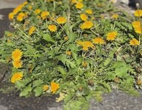 玄関前に生えていた大量のたんぽぽ／こばさん提供※画像はトリミングしています