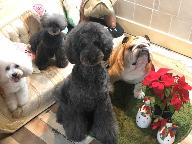 同居犬の（左から）ミルクちゃん、マロン君、ペレちゃんと一緒に