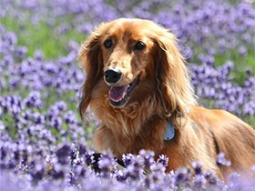 ラベンダー畑でパチリ　ミニチュアダックスフンドの「ニム」