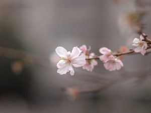 年越しくらい日本式で。留学中におせちを食べてそばをすすった夜