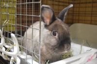 大きな目が魅力的なゴエモンくん