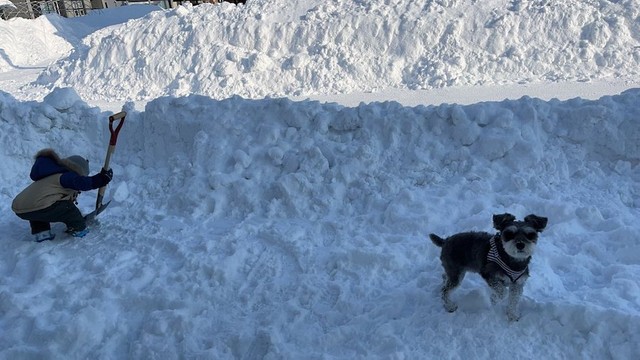 お庭で雪遊び中の幼い息子さんと、くぅちゃん（提供：くぅ さん）