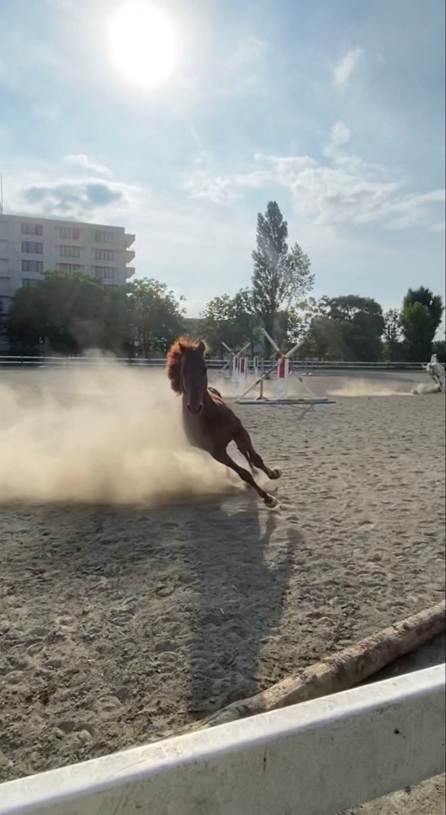 「もう餌のことしか考えてない」急旋回で爆走する馬にネット注目／北大馬術部（@hu_equestrian26）提供