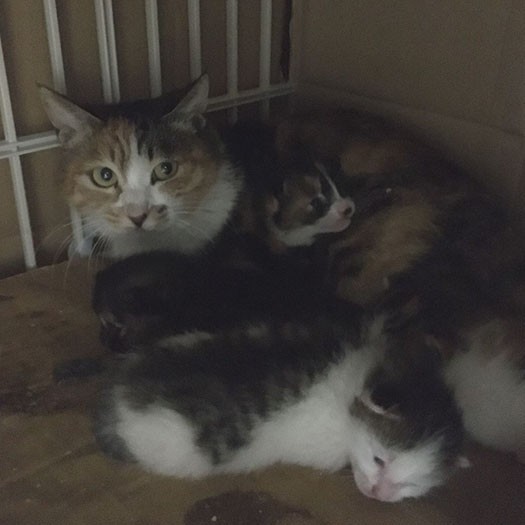 バス通りで保護した妊婦猫が生んだ１匹がポー（手前）でした（猫部はなはた提供）
