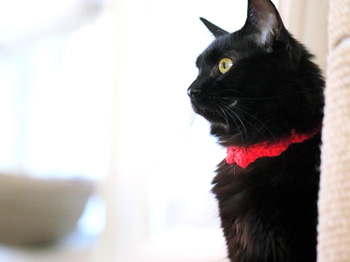 ころ美は半長毛種だったということ（テクニック2）