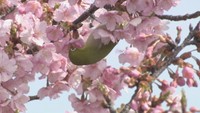 河津桜とメジロ