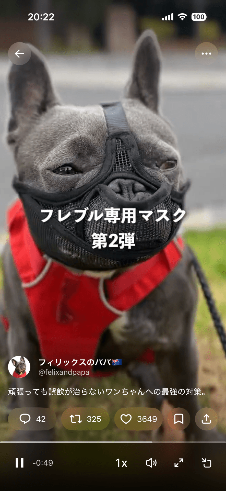 専用マスク2弾も嫌がって歩かず