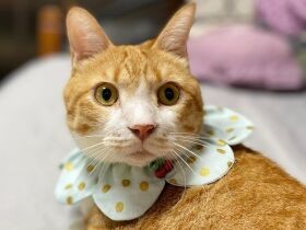 甘えん坊さんすぎてキャットタワーでもコロコロ転がる　茶トラ猫「琥吉」