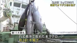 今季初　宮城・塩釜漁港に本マグロ水揚げ　最高値は１キロ５３００円