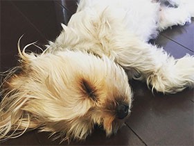 フローリングで伸び伸びぐっすり　ヨークシャーテリアの「くー」