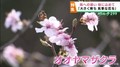 思いを込めて桜を植樹