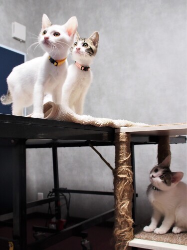 お兄ちゃんが使っていた卓球台の上がお気に入り