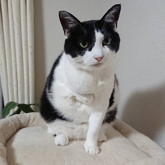 先天的か事故かわからないが、にゃんにゃんの右前脚は折れ曲がったまま（横野さん提供）