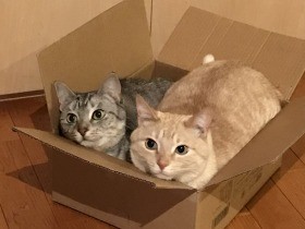 大好きな箱に一緒に入る　保護猫の姉弟「ナナ」と「ロク」