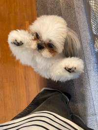 それ、食べられるやつです！下さい‼︎（提供：シーズー⭐️小町さん）