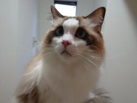 亡き母にいつも寄り添っていた優しい子　ラグドールの「みーちゃん」に癒やされる日々