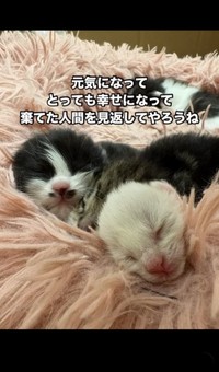 幸せになろうね！（凛（Rin）さん提供、Instagramよりキャプチャ撮影）