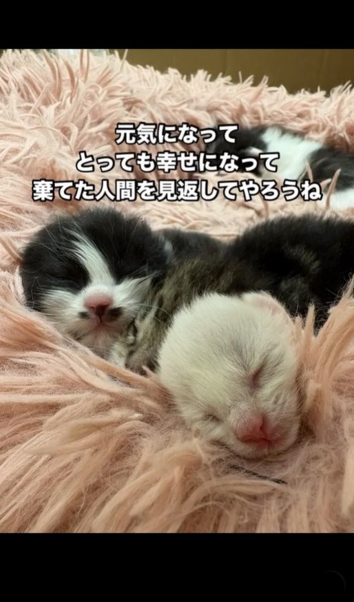 幸せになろうね！（凛（Rin）さん提供、Instagramよりキャプチャ撮影）
