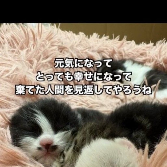 幸せになろうね！（凛（Rin）さん提供、Instagramよりキャプチャ撮影）