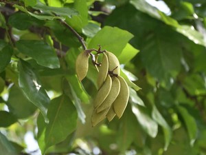 「金のなる木」ポンガミア　油分を含む種子がSAFの原料に　毒があり食料と競合せず