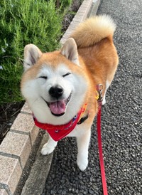 お姉さんを幸せな気持ちにしたまるちゃん（画像提供：祥&柴犬のまるちゃんさん）