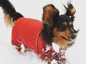 ヤッホー！　楽しく雪山をかけまわるミニチュアダックスフンド「カイザー」